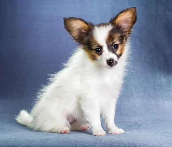 Puppy Papillon — Stockfoto