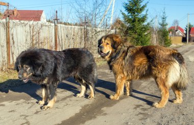 Two dog breed Tibetan Mastiff clipart