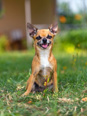 gülümseyen köpek doğurmak chihuahua