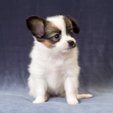  bir köpek yavrusu papillon portresi