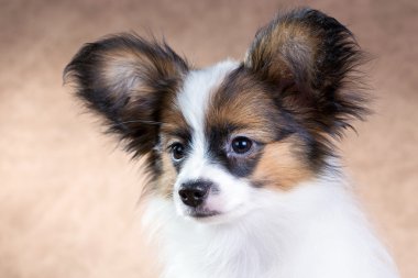 sevimli köpek papillon portresi