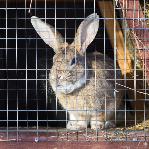 Conejo en una jaula — Foto de Stock