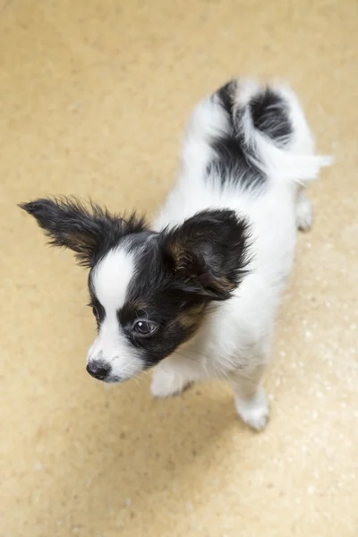 Schattige puppy papillon — Stockfoto