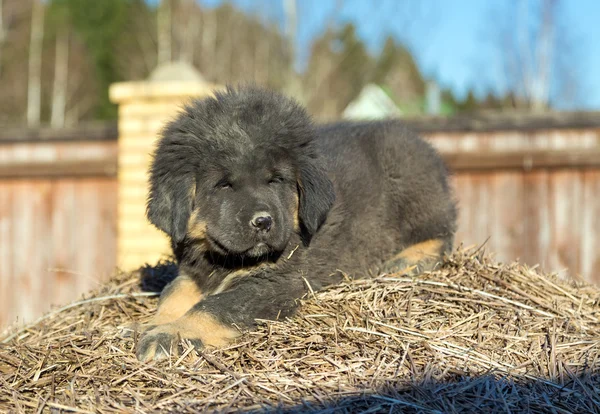 Puppy breed Tibetan Mastiff — Stock Photo, Image