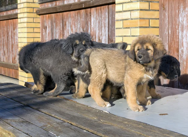 Filhotes de cachorro raça mastim tibetano — Fotografia de Stock