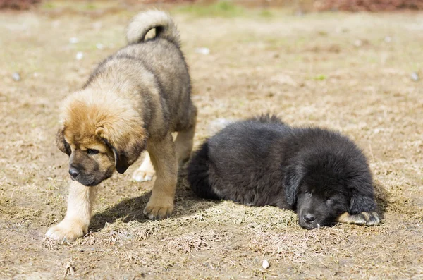 Due cuccioli tibetano mastiff — Foto Stock