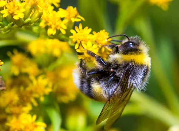 Humla på en gul blomma — Stockfoto