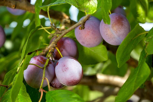 Plums on a tree — Stock Photo, Image