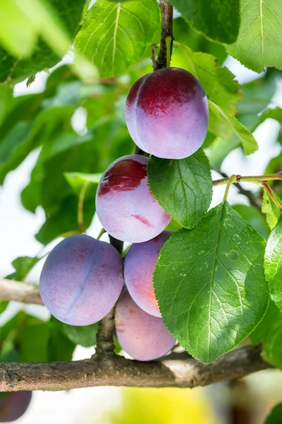 Plums on a tree — Stock Photo, Image