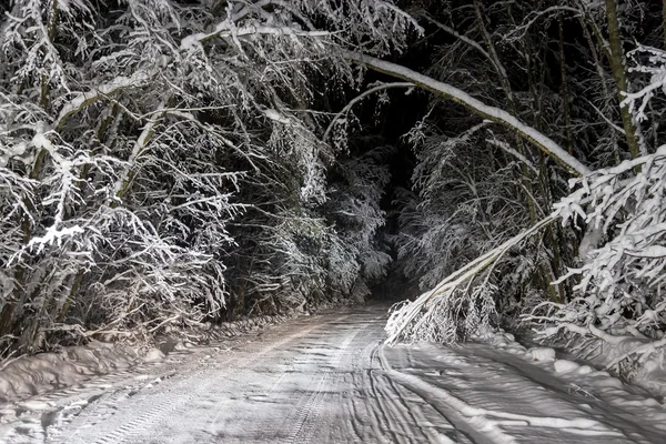 Нічна дорога в зимовому лісі — стокове фото