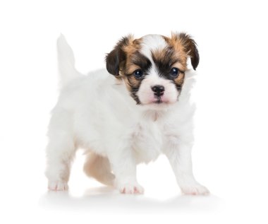 portre sevimli köpek doğurmak Papillon