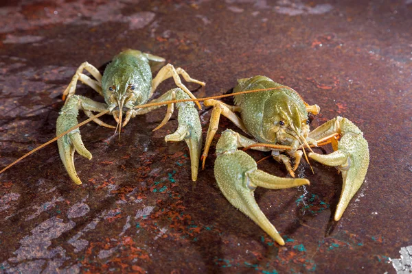 Two live crayfish — Stock Photo, Image