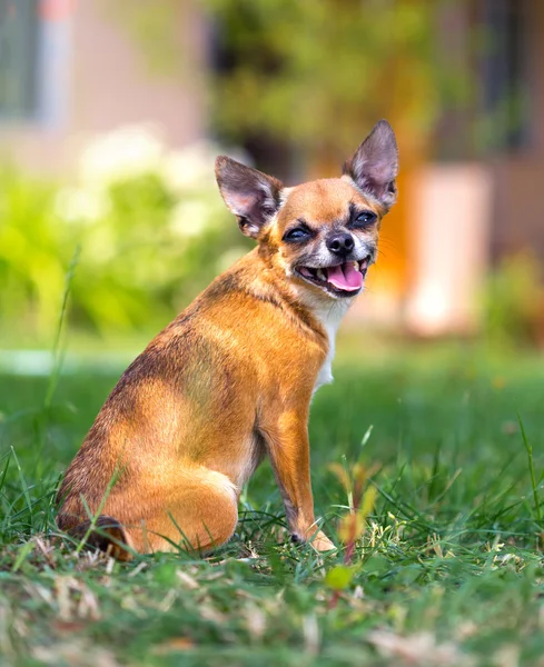 Piesek chihuahua — Zdjęcie stockowe