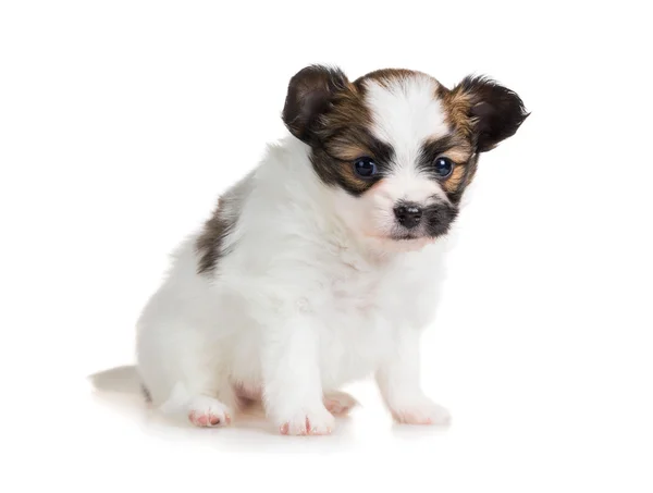 Симпатичный маленький щенок из породы папиллон — стоковое фото