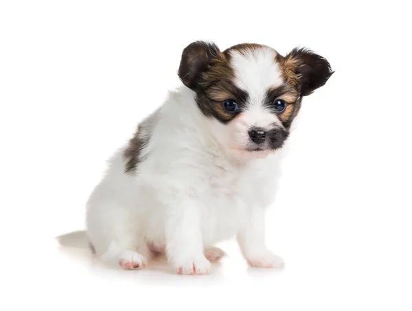 Söt liten valp av rasen papillon — Stockfoto