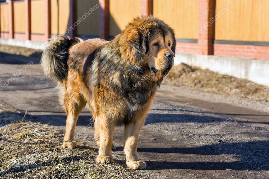 Dog Breed Tibetan Mastiff Stock Photo Laures 54051211