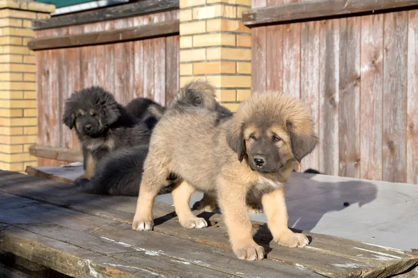 Cachorros raza mastín tibetano — Foto de Stock