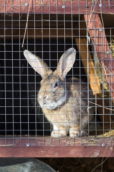 Kaninchen im Käfig — Stockfoto
