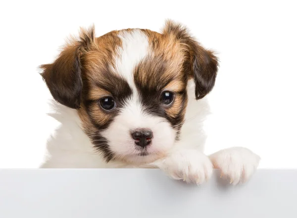 白紙の横断幕に傾いているかわいい子犬パピヨン — ストック写真
