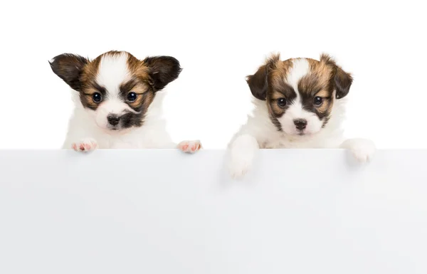 Two Papillon puppies on white background — Stock Photo, Image
