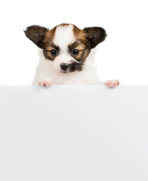 Papillon puppy relies on blank banner on white background — Stock Photo, Image