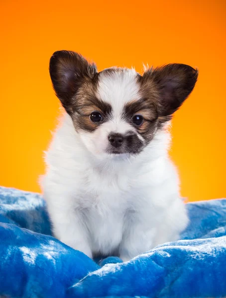 Roztomilé štěně Papillon na oranžovém pozadí — Stock fotografie