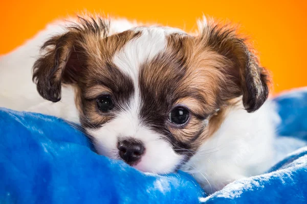 Portrait of a puppy Papillon on an orange background — Stock Photo, Image