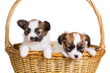 hasır sepet içinde iki köpek yavrusu  