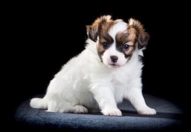 Papillon köpek yavrusu siyah arka plan üzerine