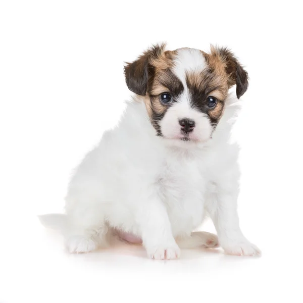 Cãozinho bonito de papillon de raça — Fotografia de Stock