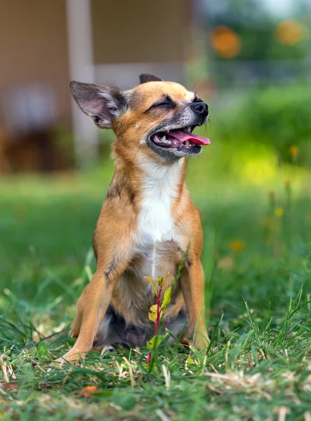 Doggie Chihuahua — Stockfoto