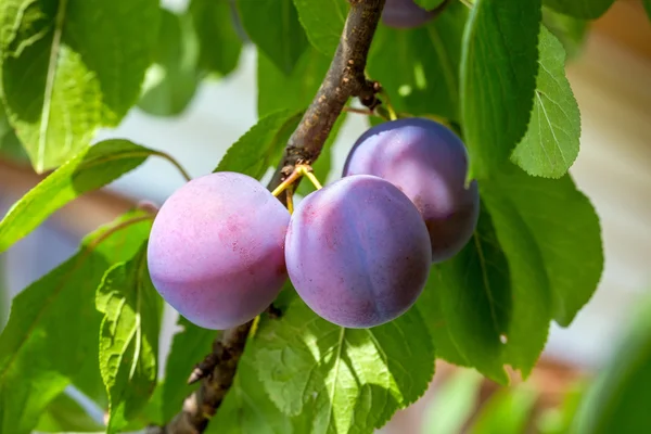 Ciruelas en un árbol — Foto de Stock