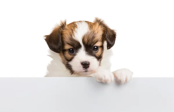 Carino piccolo cucciolo Papillon si appoggia sul banner bianco — Foto Stock