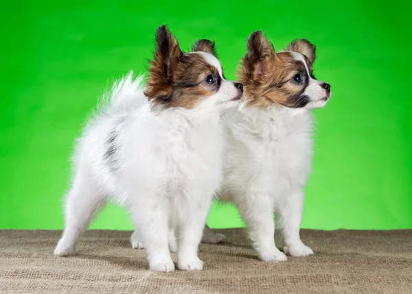 2 つの美しい子犬パピヨン — ストック写真