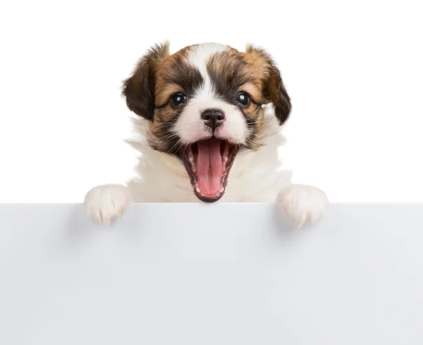 Puppy Papillon with open mouth Royalty Free Stock Photos