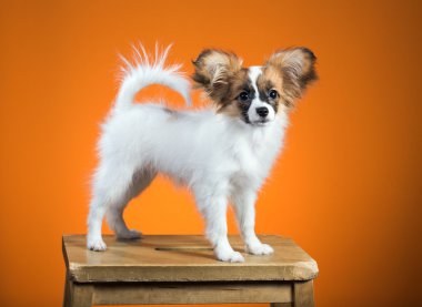 Turuncu bir arka plan üzerinde portre Papillon köpek yavrusu