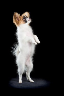 Arka ayakları üzerinde Papillon köpek yavrusu duran