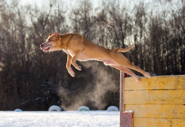 American Pit Bull Terrier jumps over hurdle clipart