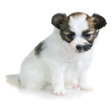 sevimli köpek doğurmak Papillon