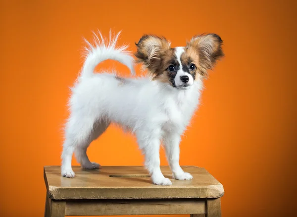 Retrato Papillon filhote de cachorro em um fundo laranja — Fotografia de Stock