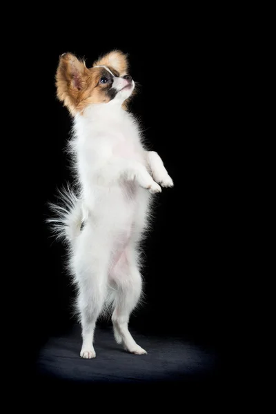 Papillon puppy standing on hind legs — Stock Photo, Image