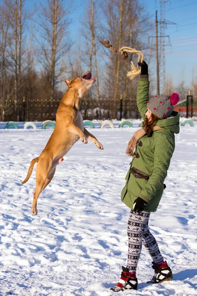 Mujer joven jugando con American Pit Bull Terrier en invierno — Foto de Stock