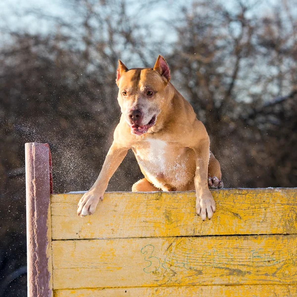 American Pit Bull Terrier salta sobre un obstáculo — Foto de Stock