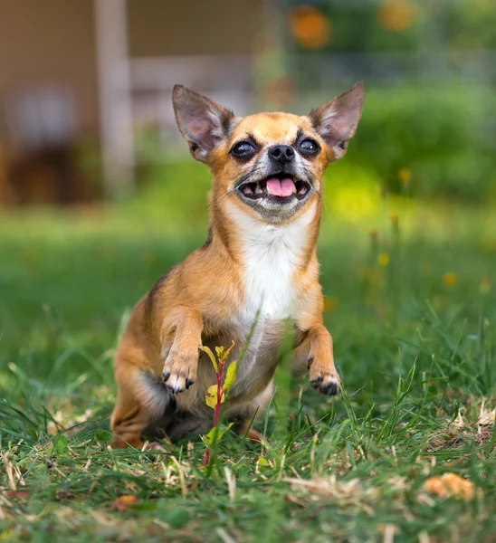 Cão Chihuahua — Fotografia de Stock