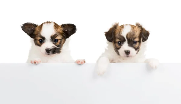 白い背景の上の 2 つのパピヨン子犬 — ストック写真