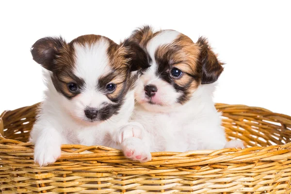 Hasır sepet içinde iki köpek yavrusu — Stok fotoğraf