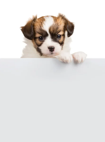 Cute little puppy Papillon leans on blank banner — Stock Photo, Image