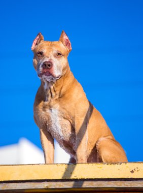 Amerikalı çukur boğa korkunç köpek eğitim zeminde