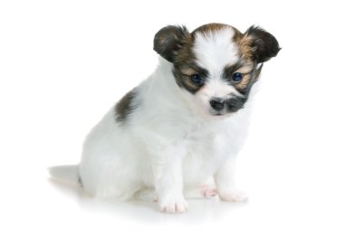 sevimli köpek doğurmak Papillon