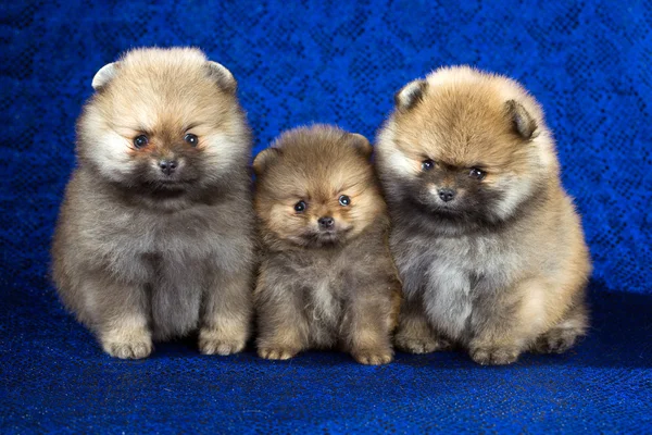 Três cachorros da Pomerânia idade de 1,5 mês sobre fundo azul — Fotografia de Stock